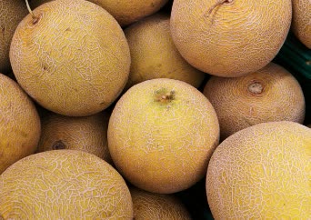 Cantaloupe